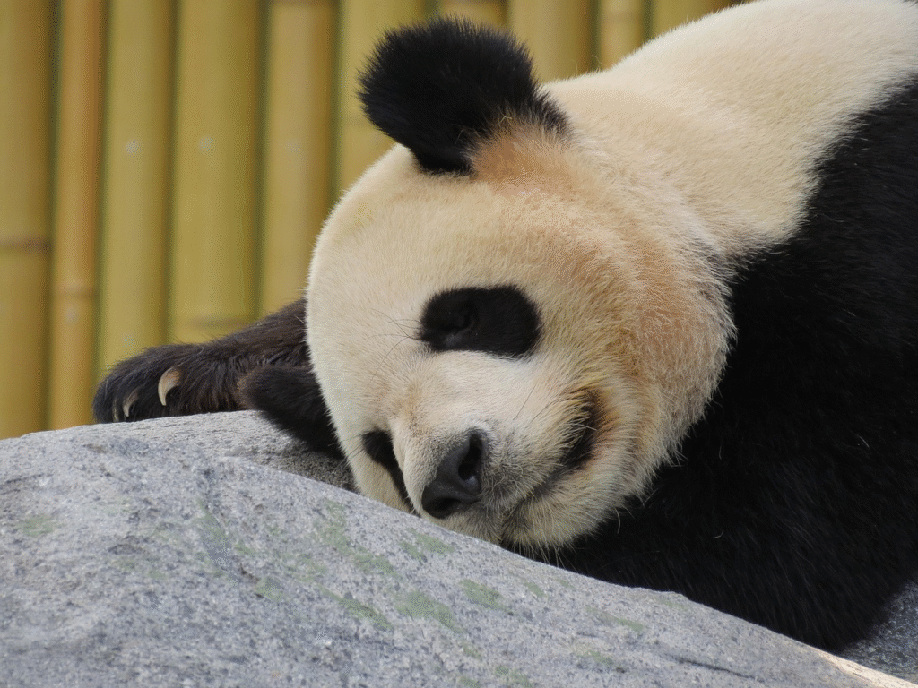 270+ Cute And Catchy Panda Names With Generator